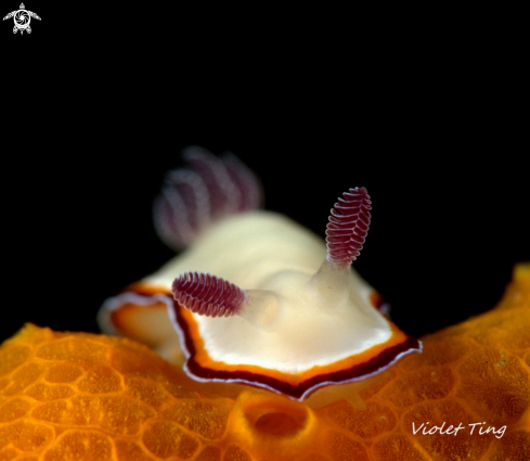 A Nudibranch