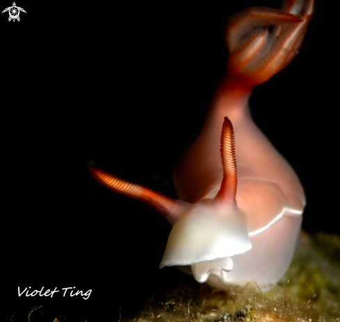 A Nudibranch