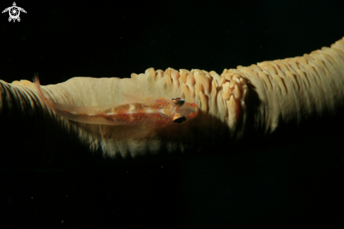 A Whip coral dwarf goby