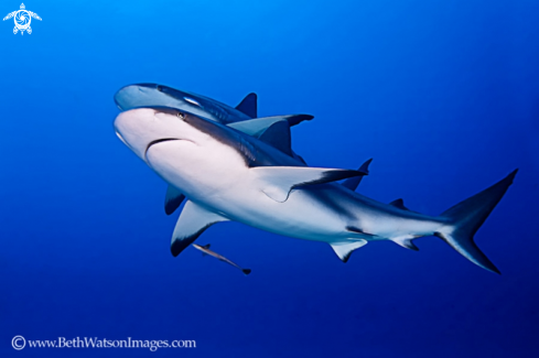 A Caribbean Reef Shark