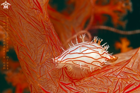 A Serratovolva dondani | softcoral cowri