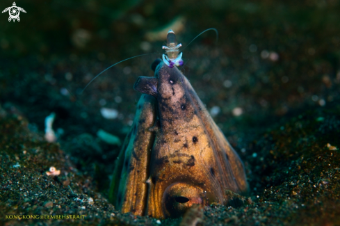 A Snake eel and Shrimp