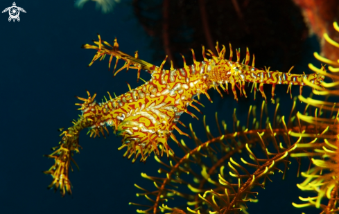 A Solenostomus paradoxus | Ghost pipefish