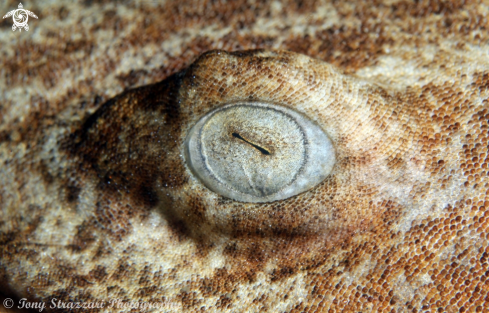 A Dwarf Ornate Wobbegong