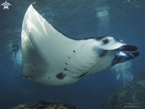 A mantaray