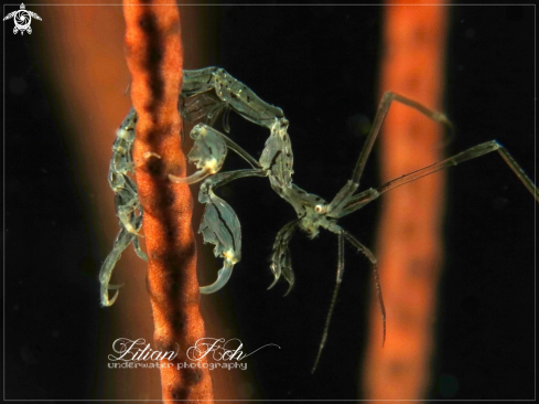 A Skeleton Shrimp