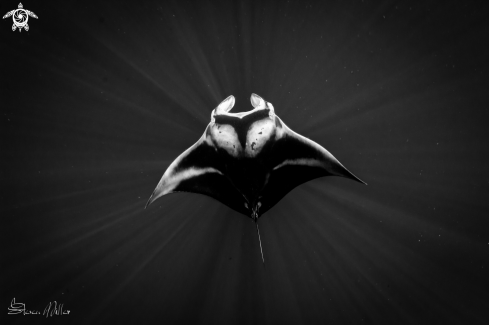 A Manta Ray