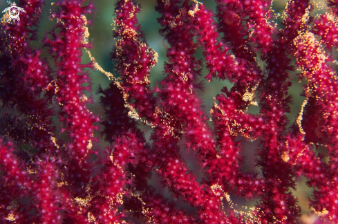 A Paramuricea clavata spawning | Gorgonia con uova