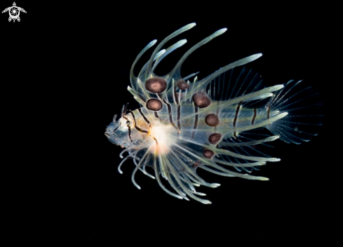 A lion fish 