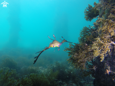 A Weedy sea dragon 