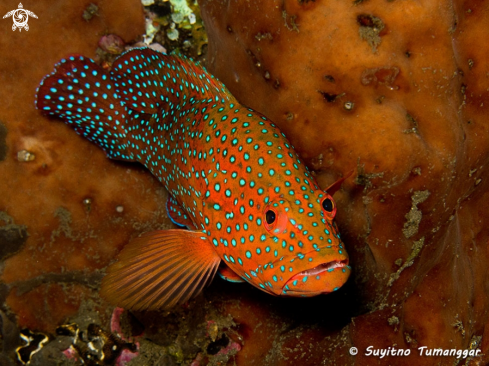 A Grouper