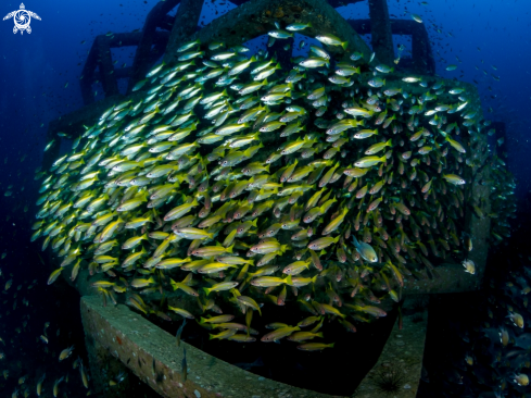 A Big Eye Snapper