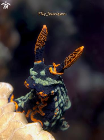 A Nudibranch