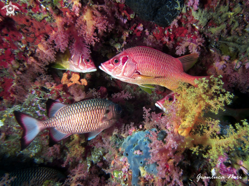 A Sabre squirrelfish