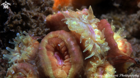 A Stony coral