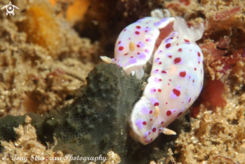 A Chromodoris thompsoni