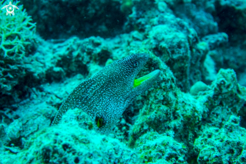 A Eel Moray