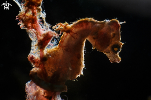 A Pontohi pygmy seahorse