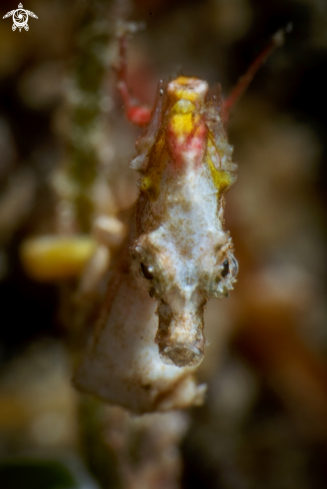 A Pontohi pygmy seahorse
