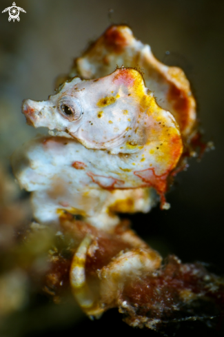 A Pontohi pygmy seahorse