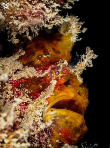 A Frogfish