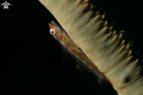 A Bryaninops yongei | Whip coral dwarf goby