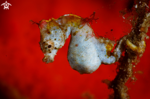 A Pontohi pygmy seahorse