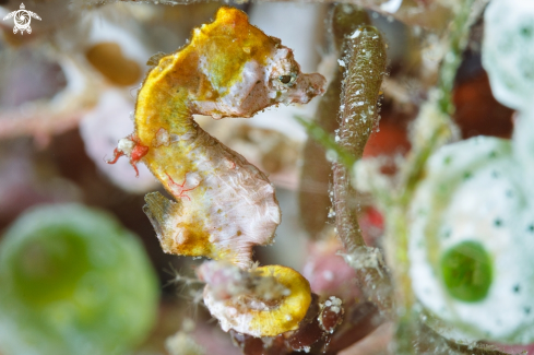 A Hippocampus pontohi | Pontohi pygmy seahorse