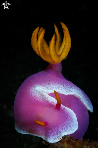 A Hypselodoris Apolegma | Apolegma nudibranch