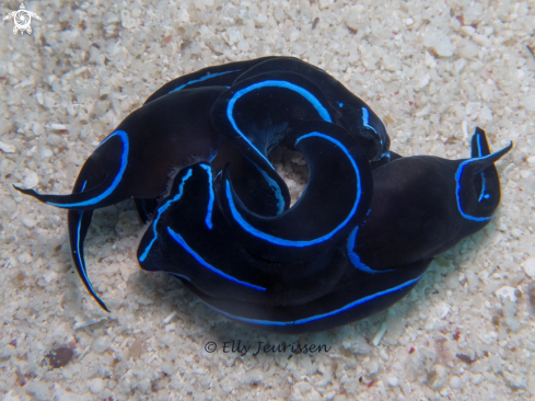 A Mating sea slugs