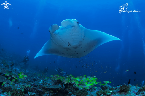 A ( Manta alfredi ) | Reef manta ray 