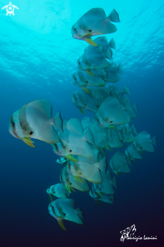 A Platax teira | Batfish 