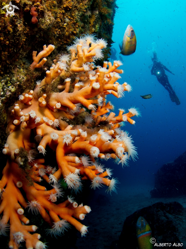 A coral naranja