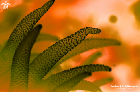 A Leptopsammia pruvoti  | Coral