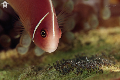 A Clown fish with eggs