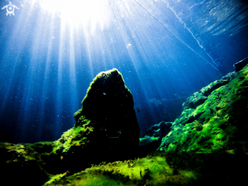 A Cenote Jardines del Eden