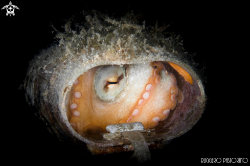 A Octopus vulgaris