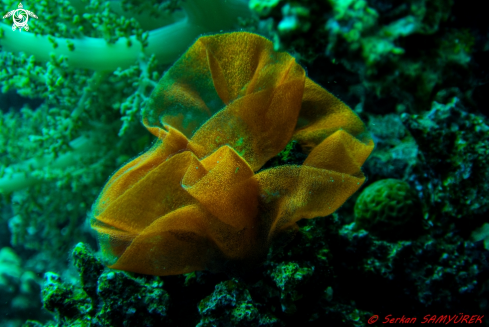 A Nudibranch Eggs