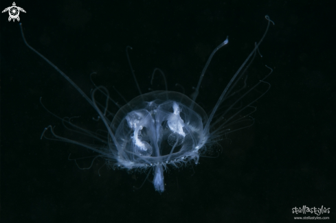 A Freshwater Jellyfish