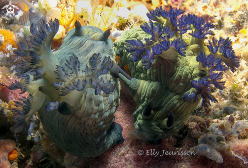 A Mating nudibranch