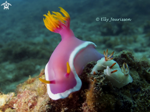 A Nudibranch