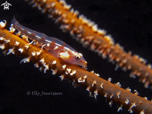 A Whip coral goby