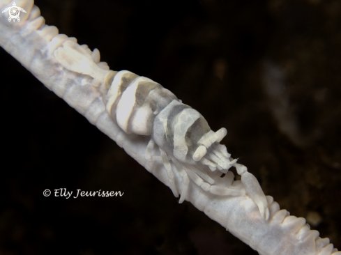 A Whip coral shrimp