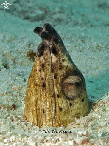 A Sand eel