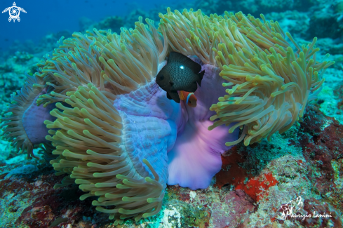 A Magnificent sea anemone and threespots dascyllus