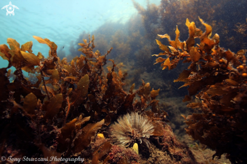 A Featherduster worm