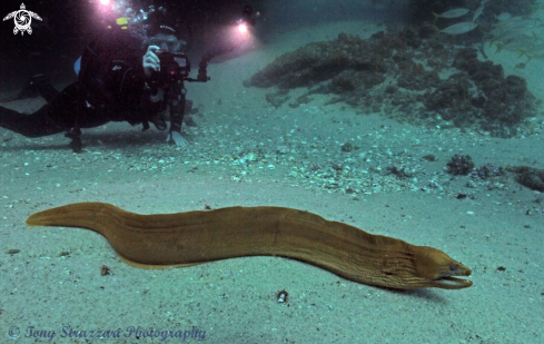 A Green moray eel