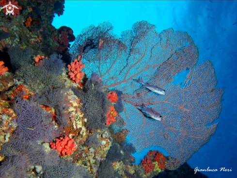 A Annella mollis | Sea fan