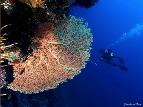 A Annella mollis | Sea fan