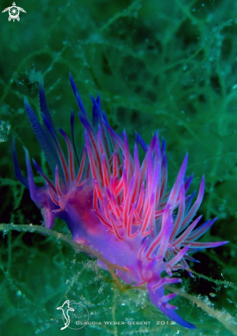 A nudi